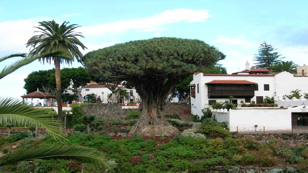 Parque del Drago Milenario Tenerife