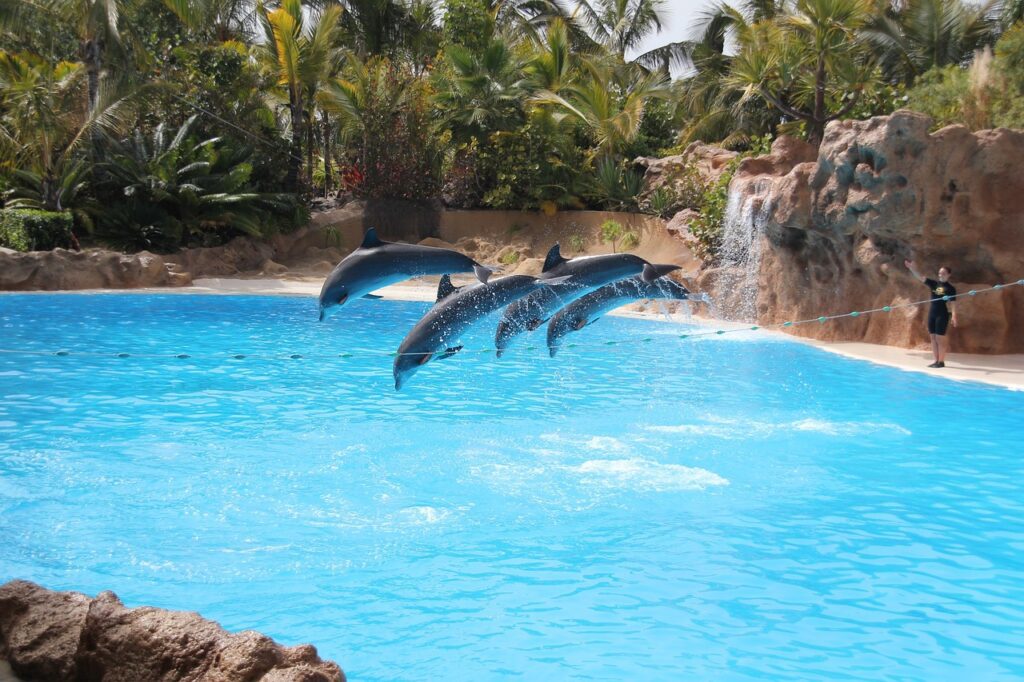 Delfines en el Loro Parque